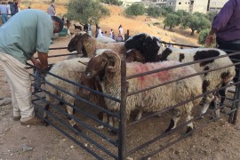 صور من سوق الماشية في بيت لحم الذي يتعامل فيه الفلسطينيون بالبيع والشراء بالدينار الأردني منذ عقود- الصور خاصة بالجزيرة نت.