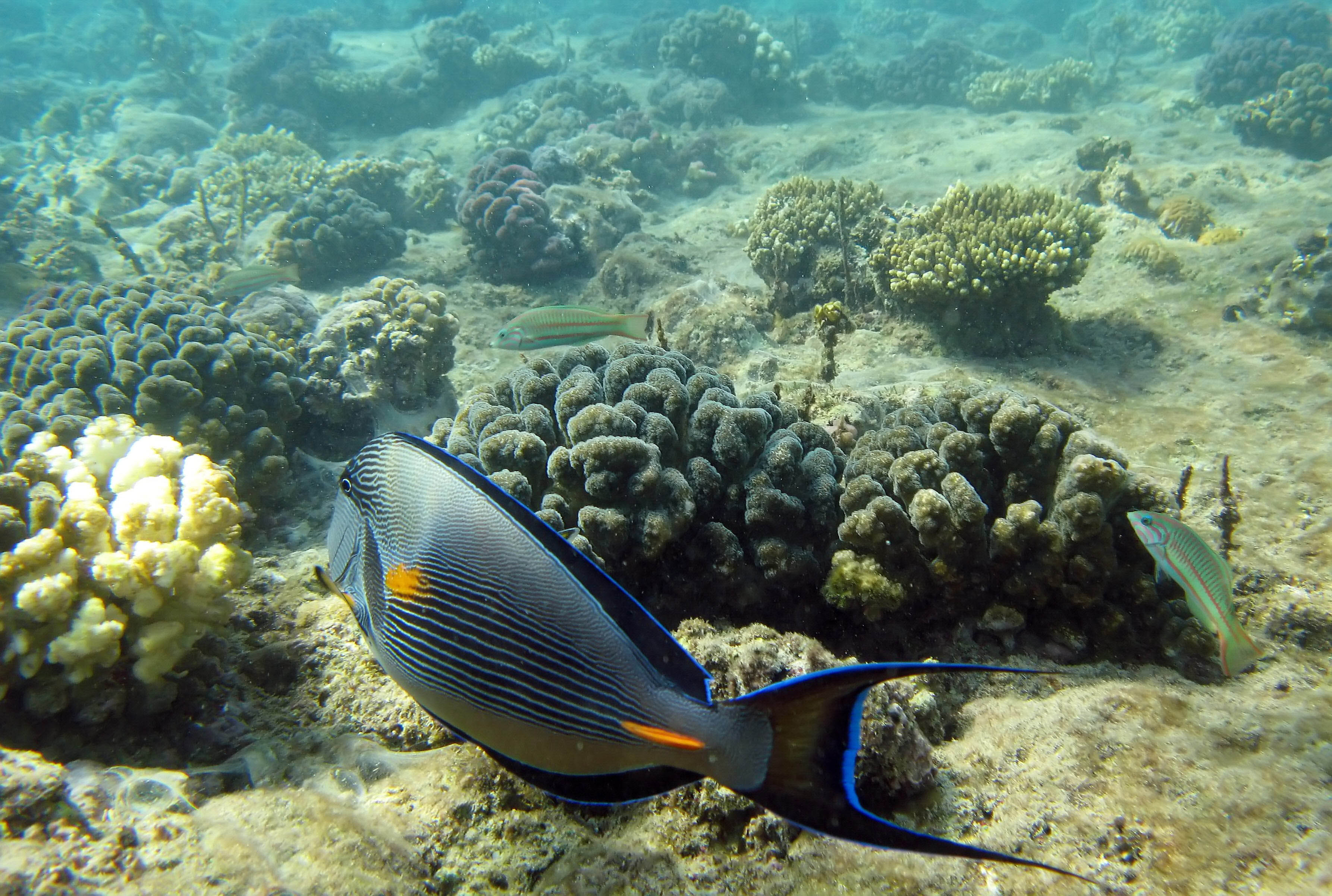 Кабели связи в красном море. Фауна красного моря. Самые красивые рыбы красного моря. Морская фауна Египта.
