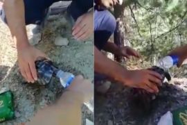 رجال إطفاء يرشون الماء على سلحفاة أنقذوها من حرائق غابات أنطاليا
