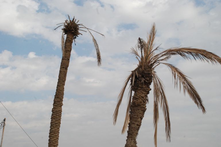 تردي الأوضاع وشح المياه أديا إلى خراب العديد من بساتين النخيل التي تشتهر بها البصرة