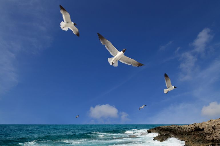 كيف يمكن للطيور أن تتنبأ بالأعاصير وأمواج المد العاتية؟