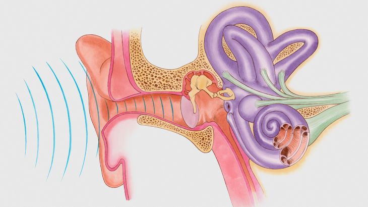 الأذن أذن سمع Anatomical illustration of sound vibrations entering ear -