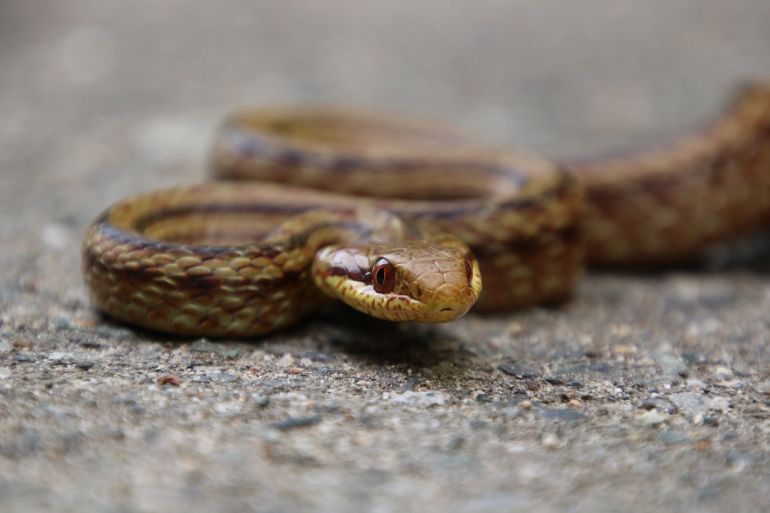 A Japanese rat snake crossing a rural road in the Fukushima Evacuation Zone in Japan. (Photo by Hannah Gerke)