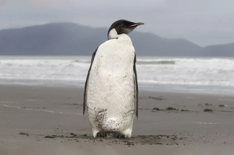 A modern-day emperor penguin. The prehistoric penguin found in 2006 in Waikato, New Zealand, was much larger. Photograph: Mark Mitchell/AP