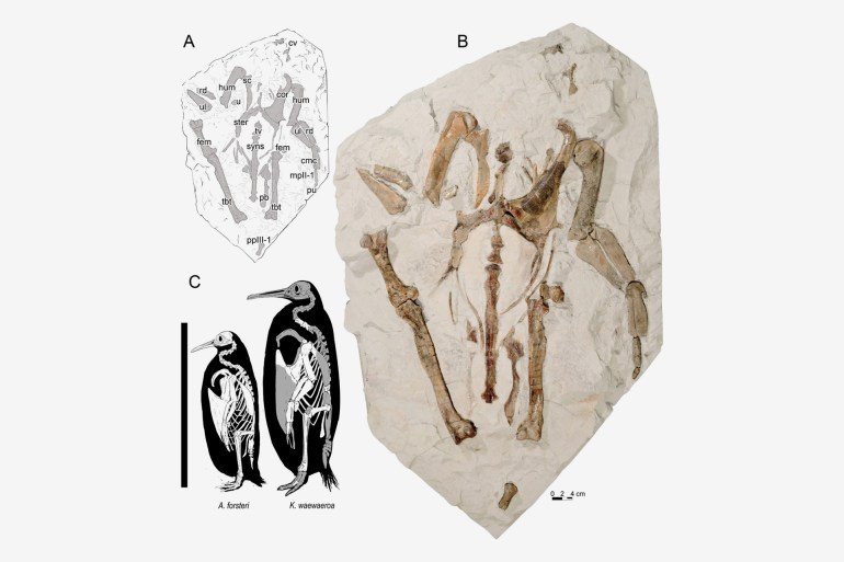 a) Line drawing of specimen; b) photo of specimen; c) size comparison of Kairuku waewaeroa and an emperor penguin. - -- - Photograph: Journal of Vertebrate Paleontology