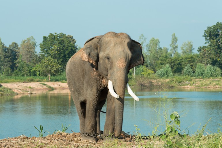 يعد الفيل الآسيوي أقرب أقارب الماموث الوبري