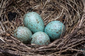 A blue jay's nest with blue eggs.; Shutterstock ID 641297260; purchase_order: ajmn; job: ; client: ; other: