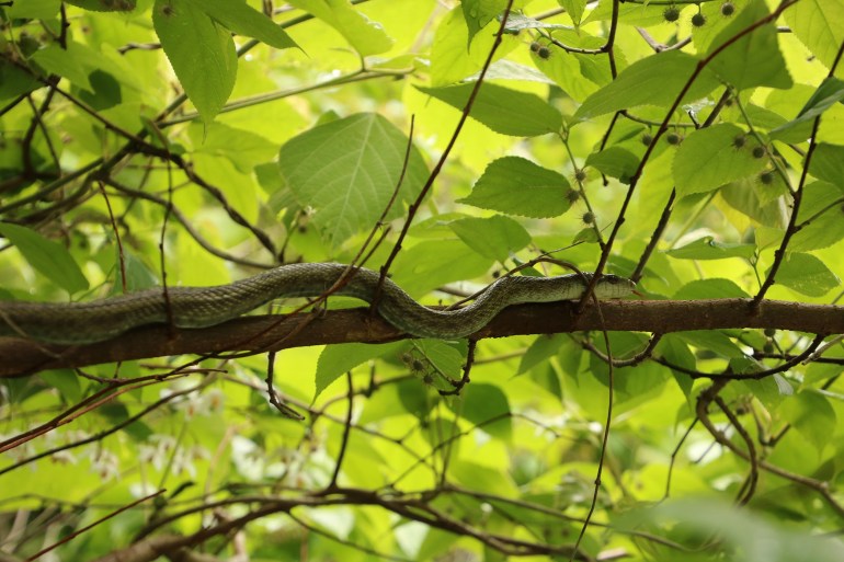 A Japanese rat snake conceals itself in a tree. (Photo by Hannah Gerke)