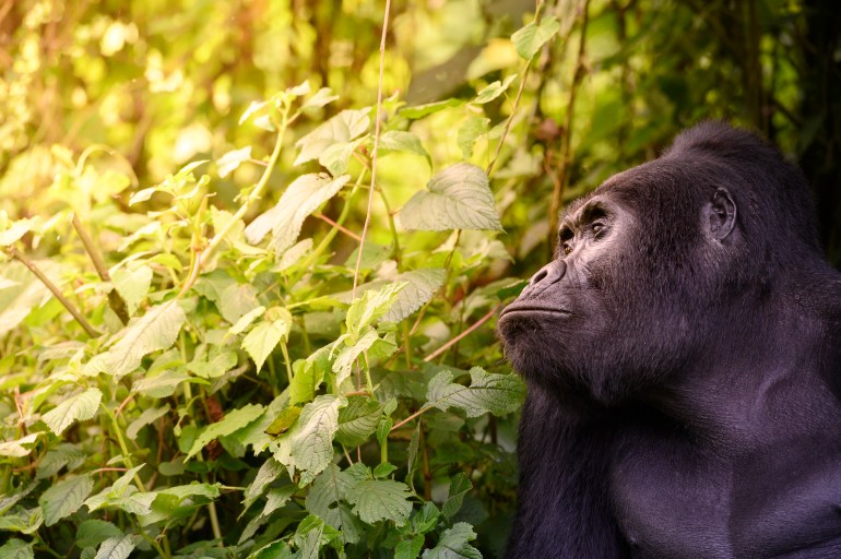 الغوريللا "كباندي" في لقطة جانبية- المصدر المصور الفائز في جائزة الحياة البرية البريطانية