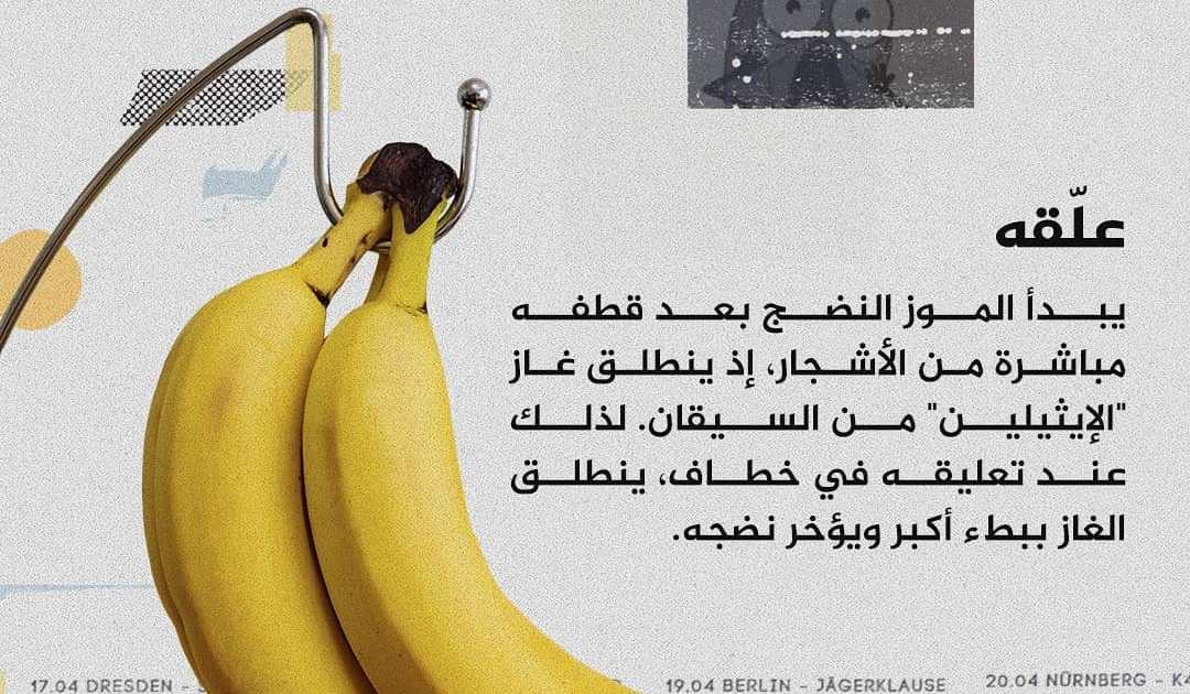 موز 🍌 Banana