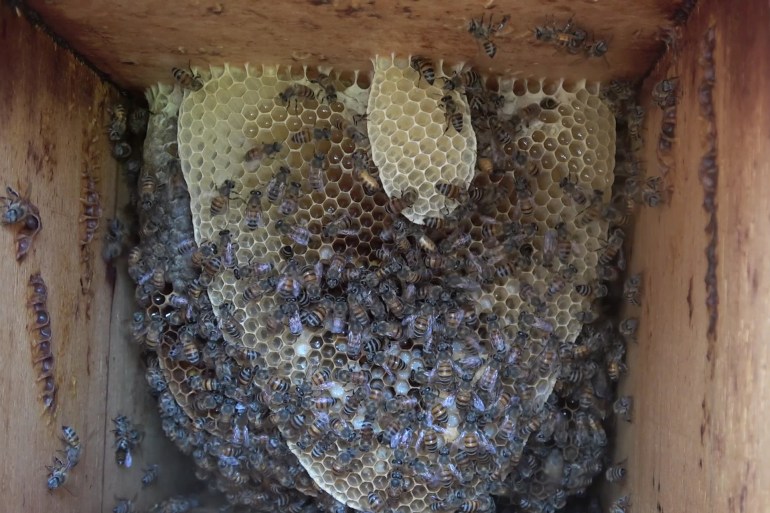 بيوت النحل من الداخل