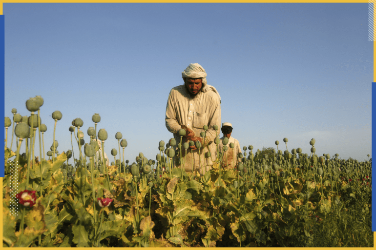 Afghan men work on a poppy field in Jalalabad province, May 1, 2014. REUTERS/Parwiz (AFGHANISTAN - Tags: SOCIETY DRUGS)