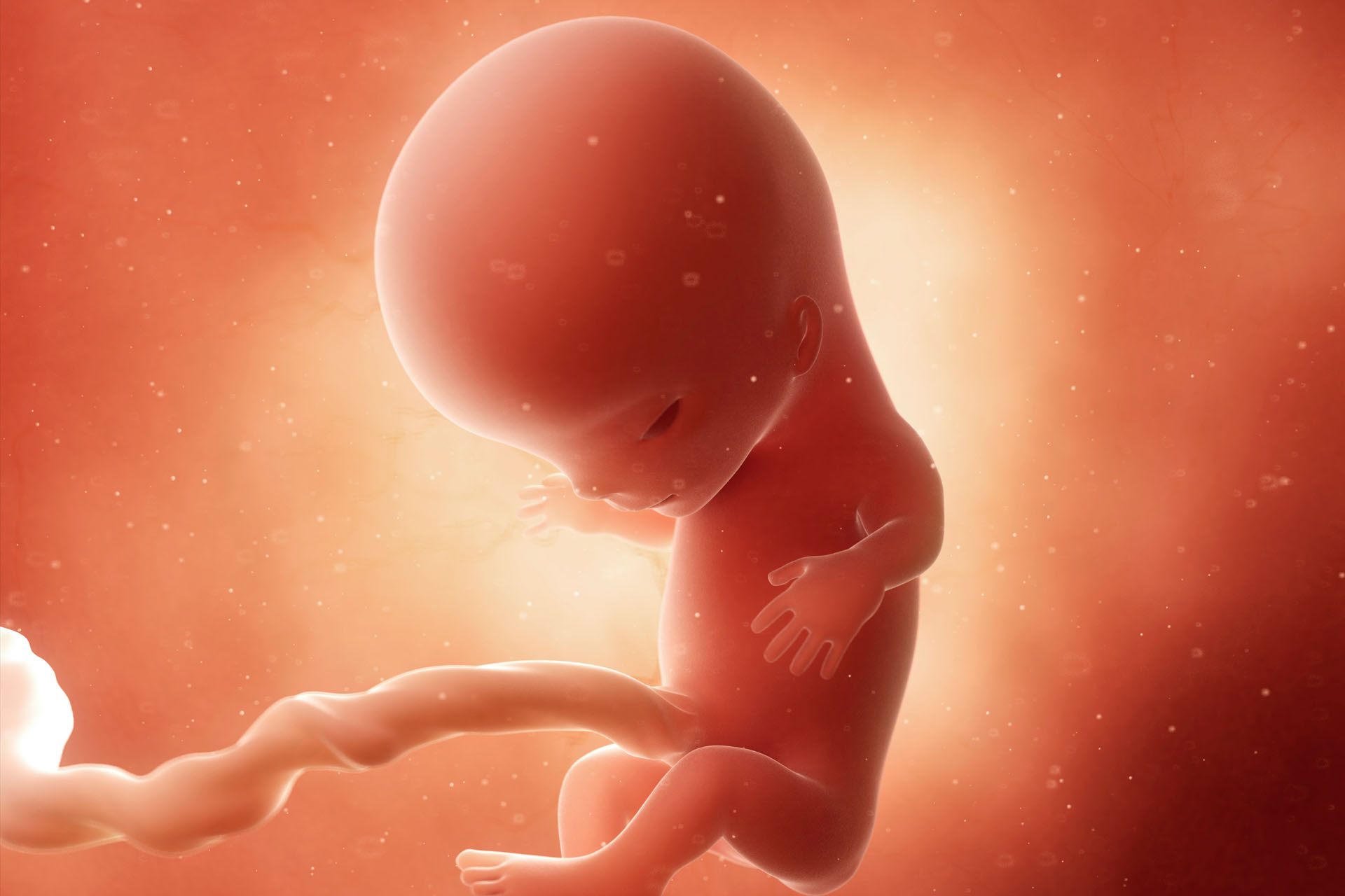 Малыш на 11 неделе. Эмбрион на 11 неделе беременности. Ребёнок 11 недель беременности эмбрион. Ребёнок в утробе 11 недель беременности. Ребёнок в 11 нелел беременности.