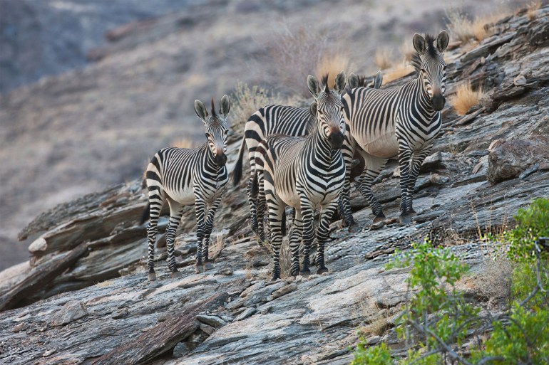 Endangered Hartmann's mountain zebra (Equus zebra) climb effortlessly up a rocky mountain slope along Namibia's Skeleton Coast, Skeleton Coast, Namibia