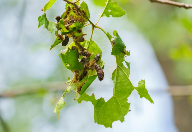 اليرقات التي تقضم الأوراق Tree leaves eaten by gypsy moth caterpillars are seen on Montreal's Mount Royal on Wednesday, July 7, 2021. THE CANADIAN PRESS/Paul Chiasson المصادر https://images.theconversation.com/files/432078/original/file-20211115-13-hlgdt0.jpg?ixlib=rb-1.1.0&q=45&auto=format&w=600&h=450&fit=crop&dpr=1 http://phpography.com/images/leaves-caterpillars-caterpillar-wallpaper-1.jpg https://images.theconversation.com/files/432074/original/file-20211115-13-1j2he1b.jpg