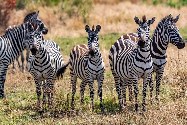 Grevy's zebras (Equus grevyi) grazing, Kenya, close-up - stock photo