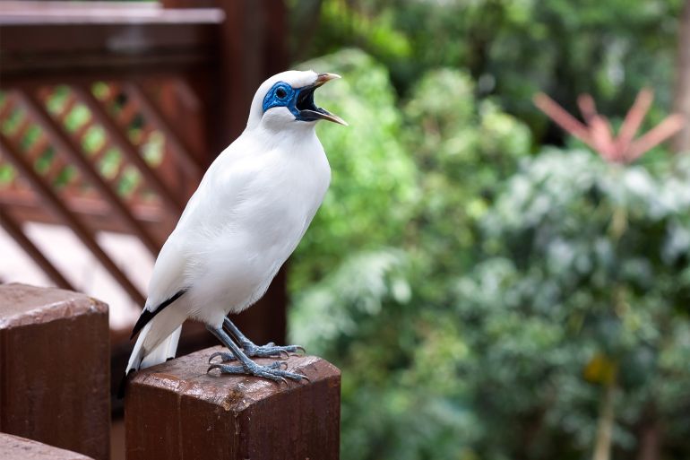 أصوات الطيور تختفي من المشهد الصوتي