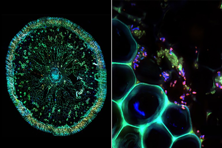 The symbiosis under the microscope: On the left a cross-section through a seagrass root, on the right a fluorescence image of the bacteria (in pink) inside the seagrass root. Daniela Tienken/Soeren Ahmerkamp /Max Planck Institute for Marine Microbiology