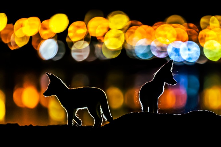الثعالب الحمراء في الكويت (الجزيرة ) Framed by the glow of street lights along Kuwait city. Two Arabian red fox kits explore the night just outside their den. This was taken in Kuwait city, an area near to the shore called Doha, the colorful lights are street and cars lights “ this is why some lights are higher than others ” and all those light were reflecting on the sea water. The rim light/backlight is two small continuous light “hand flash lights” The mother catch something every night and dig a small hall and hide the food, some time its a fish “maybe dead fish from the shore next to them” sometime she come with a bird! sometime with left over food from people! so once she dig and hide the food, i put those flash lights and wait for her and the cubs to come and dig the food back! and this is how i got this shot There was 5 kits with their mom I did go to the foxes den for more than two months for maybe 4 days a week or so and stayed there for 3 to 5 hours just after sunset. at first i was a bit far away, lets say 20 meters from where they usually play. i didn’t approach the den for two reasons, first the den was at sea level and there is no empty good place for me to photograph them. Secondly. with high tide the space gets really narrow to even stand there. i hope i can explain this right, the den is down next to the shore, but the ground level is 2 meters high, so every day they climb up to play and this is where i was. as i told you, at first i was 20 meters away, then they got used to me there so they started to approach me while i was approaching them day by day a bit closer, to a point two of them started to lick my camera and feet and i have a video for them playing at night around me and licking my gear :) they were very curious to get closer every time. The experience was amazing really, first of all i have 5 kids “4 girls and one boy” same number as the kits! that was one of the reasons that made me feel responsible, the other reason was they gave me their trust, and