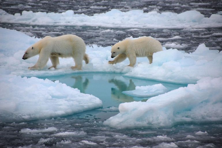 الدببة القطبية على الجليد البحري في القطب الشمالي. /www.eurekalert.org