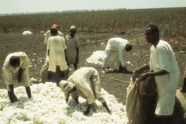 Cotton Harvest in Sudan