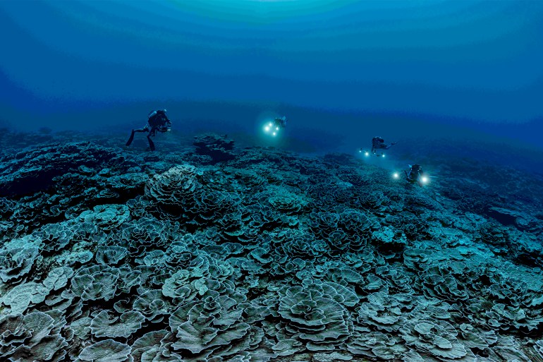 الشعاب المرجانية المكتشقة حديثة في أعماق المحيط الهادئ قرب تاهيتي الشعاب المرجانية المكتشقة حديثة في أعماق المحيط الهادئ المصدر: موقع اليونيسكو https://ioc.unesco.org/news/rare-coral-reef-discovered-near-tahiti-unesco-mission