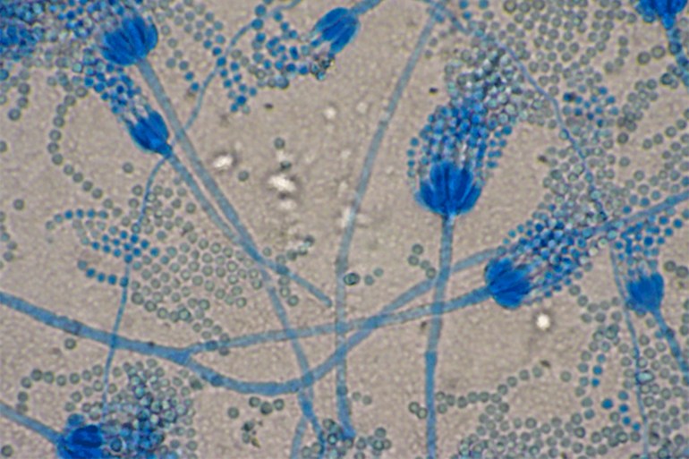 Penicillium mold micrograp