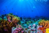 الجزيرة الوثائقيةالجزيرة الوثائقية تحت الماء.. عجائب الحياة بين الأكبر والأصغر