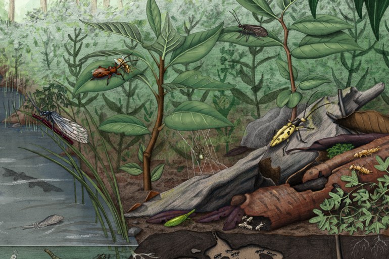 Rare and fragile fossils found at a secret site in Australia's 'dead heart'Millions of years ago, this site was a lush rainforest ecosystem that was home to diverse plant and animal species. (Image credit: Alex Boermsa)