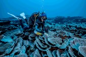 الشعاب المرجانية المكتشفة حديثا في أعماق المحيط الهادي قرب تاهيتي (اليونسكو)