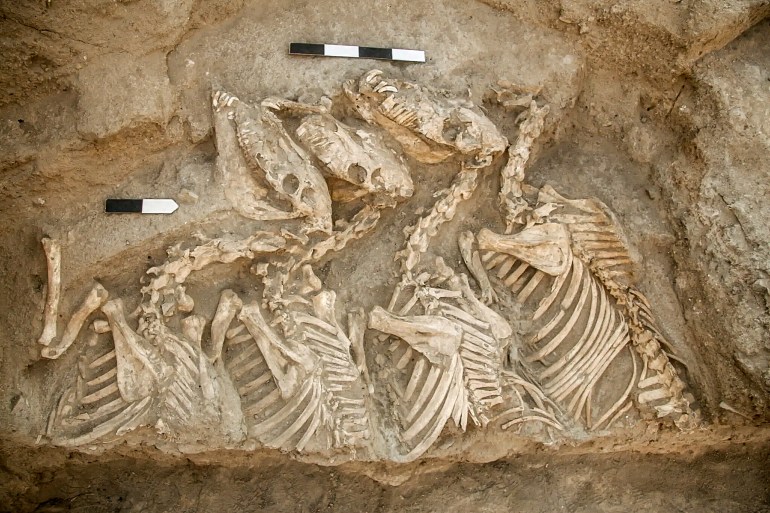 يُعتقد أن العظام في أم مَرّة كانت لحيوان الكونغا (جامعة جونز هوبكنز-لايف ساينس)