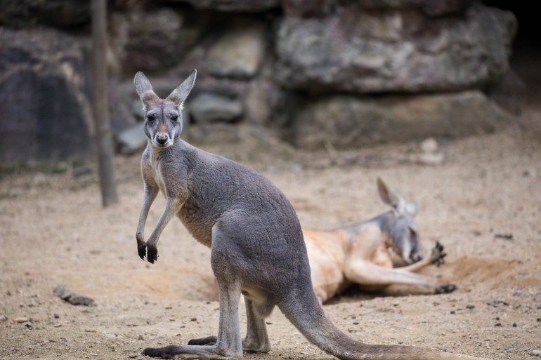 The strangeness of the kangaroo pouch.. How does the mother raise more than one child of different ages?  |  Sciences