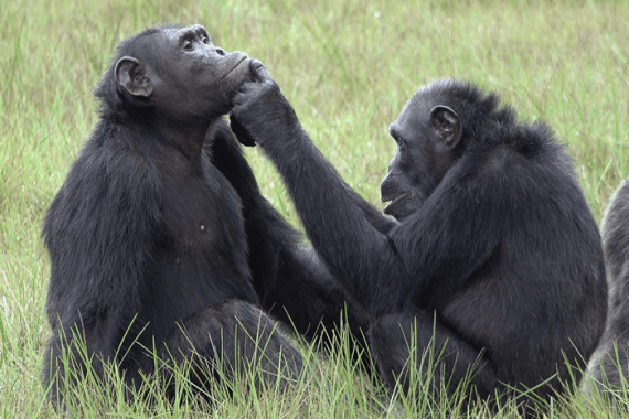 الجنس البشري ليس الوحيد الذي يلعب دور الطبيب والمريض.. الشمبانزي يفعلها كذلك