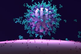 فيروسات كورونا تخترق الخلايا البشرية عن طريق الإندوسومات أو الاندماج في أغشية البلازما (غيتي)