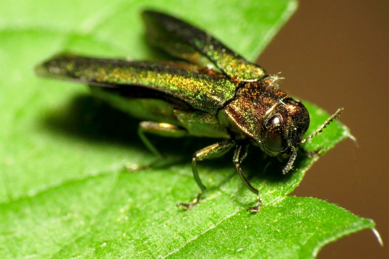 Invasive Insect الصحافة الأمريكية https://www.sciencealert.com/invasive-insects-could-kill-1-4m-trees-in-the-us-by-2050