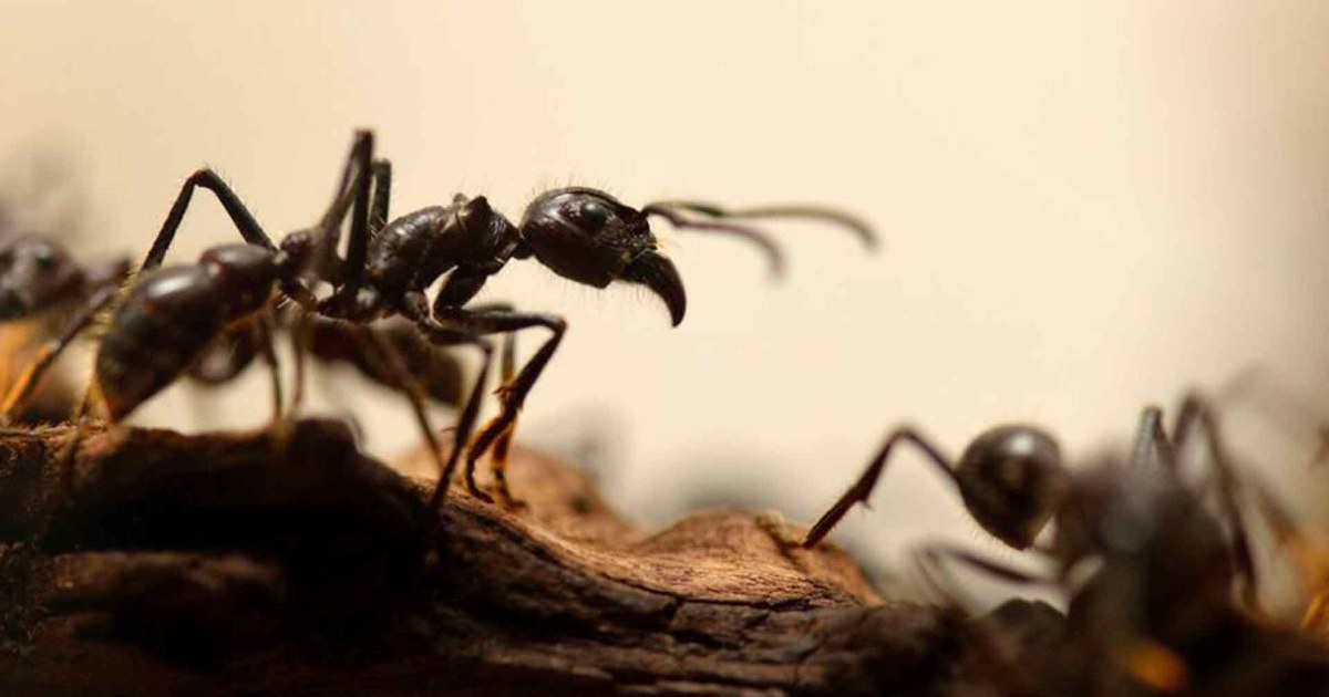 Des chercheurs français peuvent apprendre aux fourmis à « sentir » les crabes scientifiques