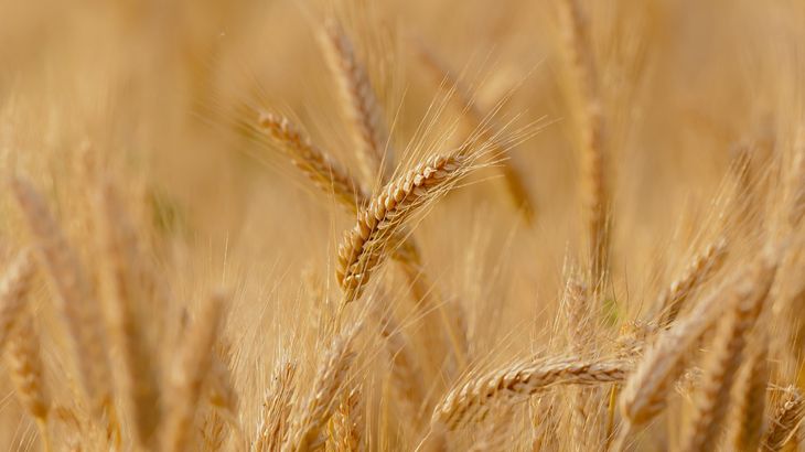 القمح سيزيد إنتاجه في العالم بنسبة 17 بالمائة (بيكسابي)