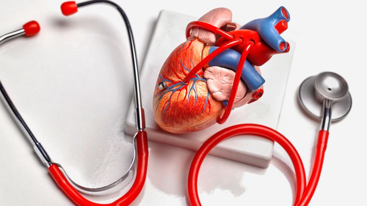 Anatomical model of human heart - stock photo Educational model of human heart القلب مع سماعة طبية غيتي 1144994181