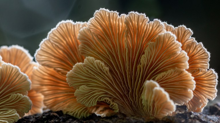 Split Gill Mushrooms (Schizophyllum commune) - Gloucester, NSW, Australia