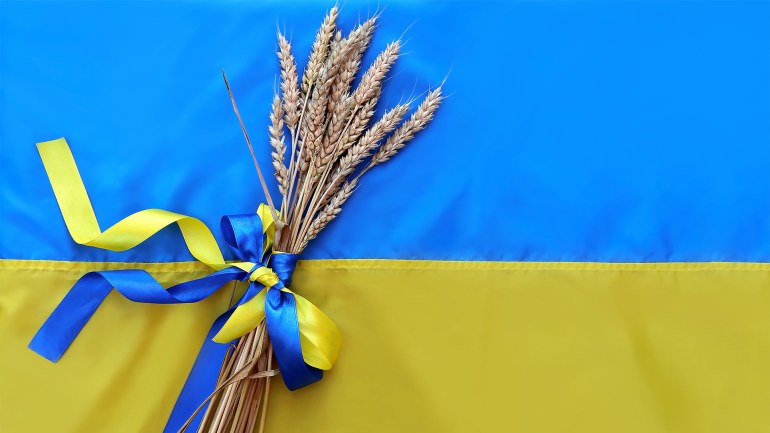 A bouquet of ripe golden spikelets of wheat tied with a yellow and blue ribbon on the background of the flag of Ukraine. Country symbol. Independence day of ukraine, flag day, constitution. Copy space shutterstock_2006973158 أزمة غذاء عالمية متوقعة بسبب حرب روسيا على أوكرانيا