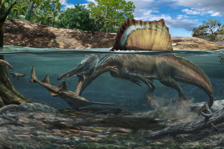 عاش في العصر الطباشيري.. اكتشاف أول جمجمة سبينوصور مائي بالمغرب