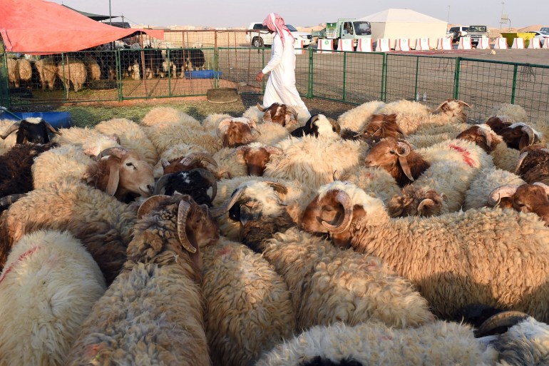 TO GO WITH AFP STORY BY IAN TIMBERLAKE A picture taken October 1, 2014 shows sheep for sale at one of the 14 temporary livestock market sites established by authorities in Riyadh, days before the Muslim holiday of Eid al-Adha . The sacrifice of sheep, goats and other animals for Eid al-Adha symbolises the Koranic story of Abraham, who was prepared to fulfil God's command to sacrifice his own son. According to religious tradition, one-third of the meat is for the family, while the rest is evenly divided and given to friends and the poor. AFP PHOTO/FAYEZ NURELDINE (Photo by FAYEZ NURELDINE / AFP)