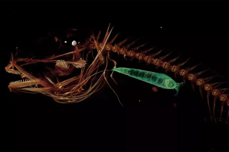 A CT scan of the Mariana snailfish that lives in the Mariana Trench. A small crustacean (in green) can be seen inside the snailfish’s stomach. (Image credit: Adam Summers/University of Washington)
