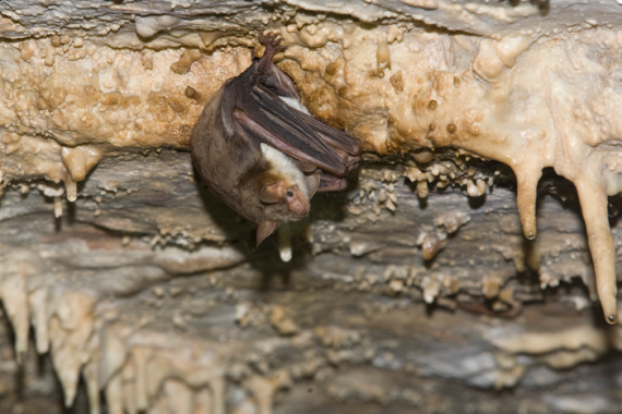 The greater mouse-eared bat (Myotis myotis)