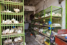 بعد ان فرض الحوثيون ضرائب عليها.. ارتفاع أسعار الدجاج يثير سخرية اليمنيين وغضبهم