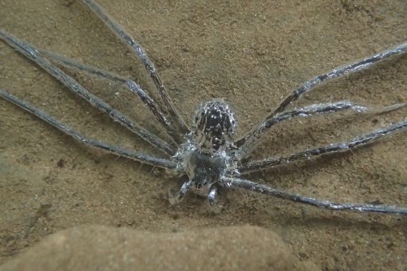 The tropical spider Trechalea extensa was observed spending about 30 minutes underwater. While submerged, it kept a "film" of air over its entire body. Image Credit: Lindsey Swierk.
