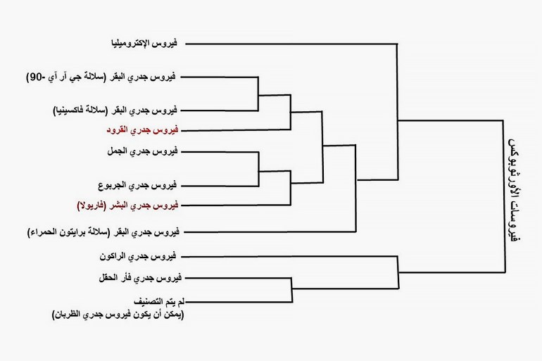 ** للاستخدام الداخلي فقط** الشجره الجينية التي توضح التقارب الجيني لفيروسات الجدري - المصدر: منظمة المجتمع العلمي العربي
