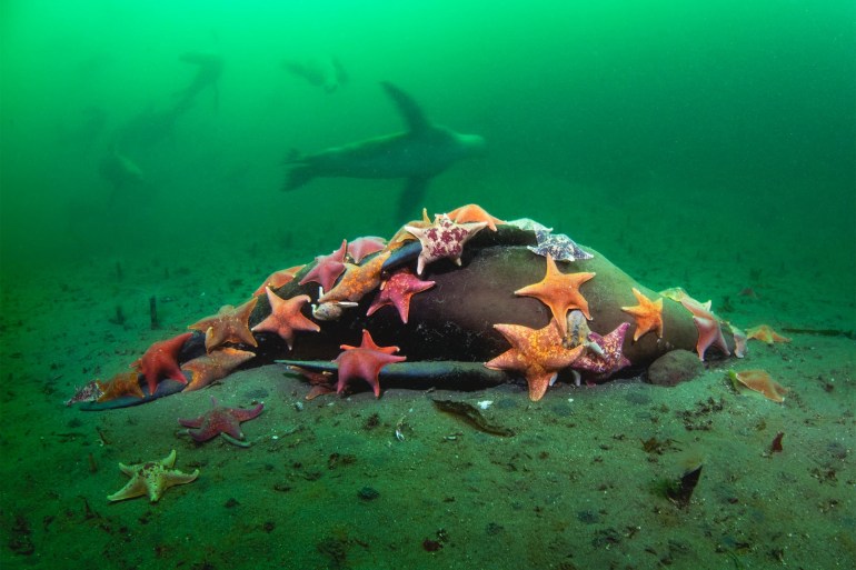 العشرات من نجوم البحر الملونة يلتهمون أسد بحر ميت في مياه خليج مونتيري (ديفيد سلاتر)