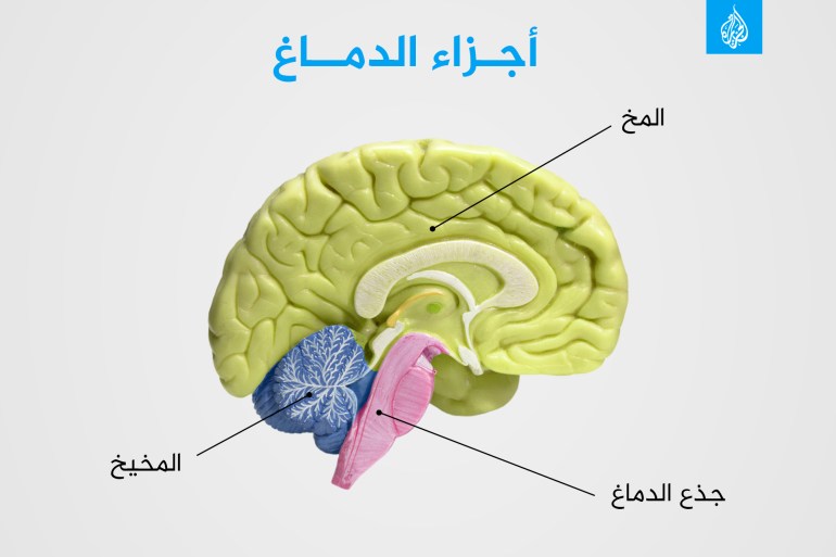 أجزاء الدماغ المخ (cerebrum) المخيخ (cerebellum) جذع الدماغ (brainstem) الذي ينظم الوظائف الحيوية ويسمح بالاتصال بالحبل الشوكي