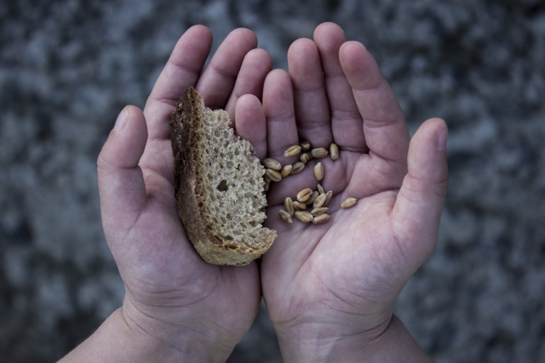 Bread and wheat in a child's hand. Bread and wheat. Keywords ShutterStock, Shutter Stock, muslim, young, kid, plate, india, boy, empty, hungry, syrian, islam, problem, greece, white, charity, arabic, poor, street, eat, poverty, europe, hand, dirty, editorial, immigration, crisis, social, homeless, syria, war, girl, people, water, food, camp, hunger, outdoor, help, person, refugee, baby, family, child, little خبز قمح 630024287 شترستكوك